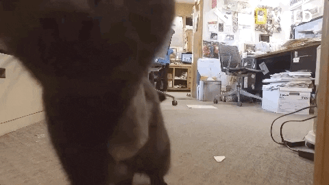 Black Cat Close-up GIF