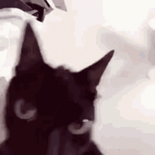 Black Cat Close Up With G on Face
