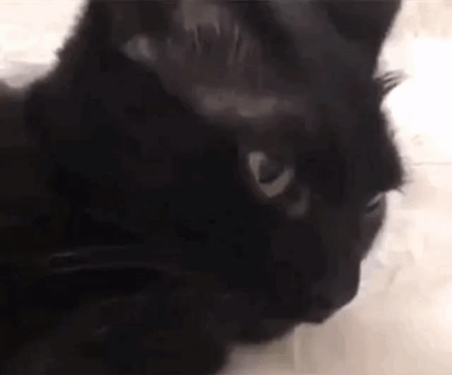 Black Cat Close Up With White Eyes GIF