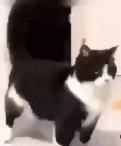 Black Cat Dancing Meme GIF