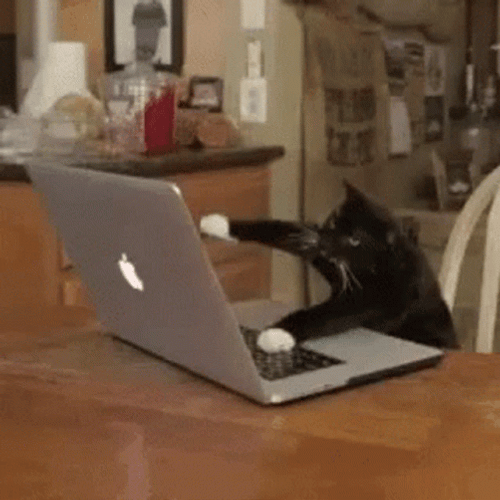 Black Cat Doing Fast Typing GIF