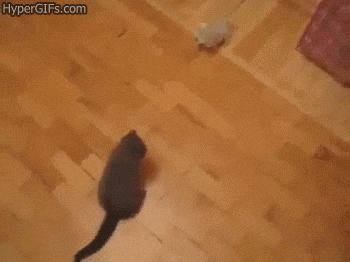 Black Cat Drop Kick GIF