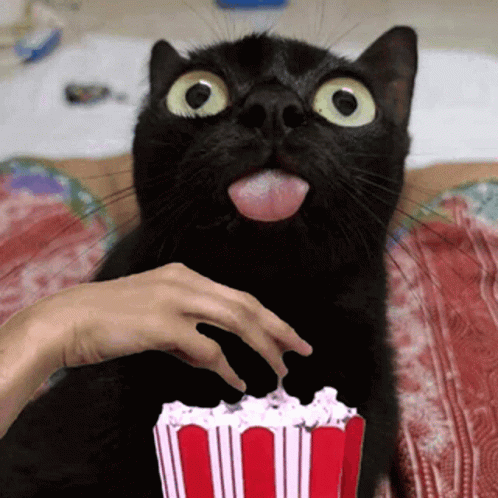 Black Cat Eating Popcorn GIF