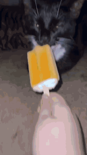 Black Cat Eating Yellow Popsicle From Hand GIF