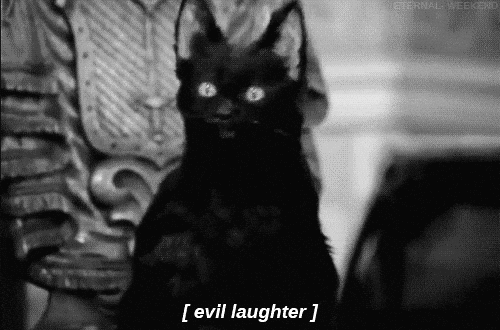 Black Cat Evil Laughing Muahahaha GIF