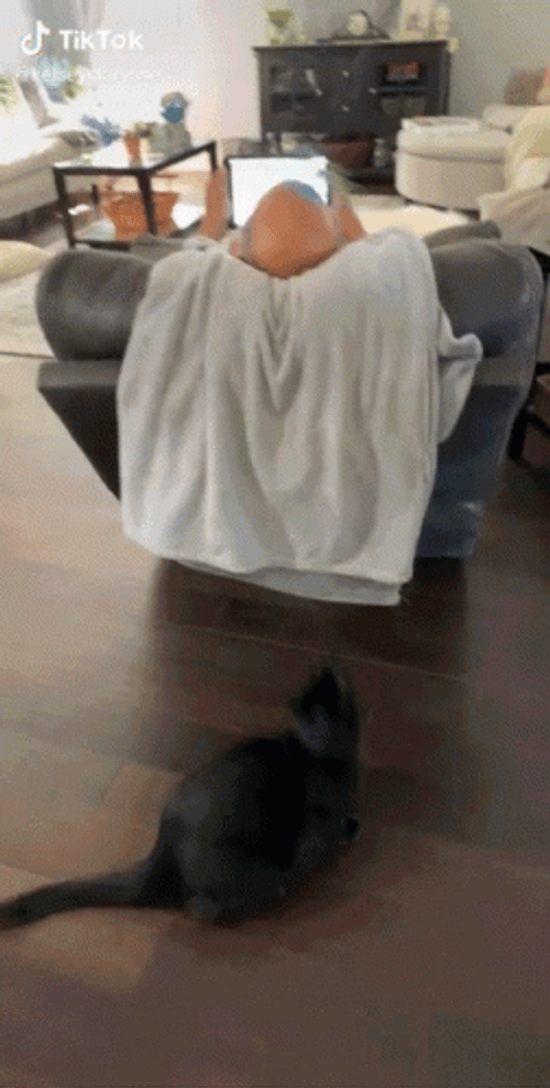 Black Cat Fail GIF