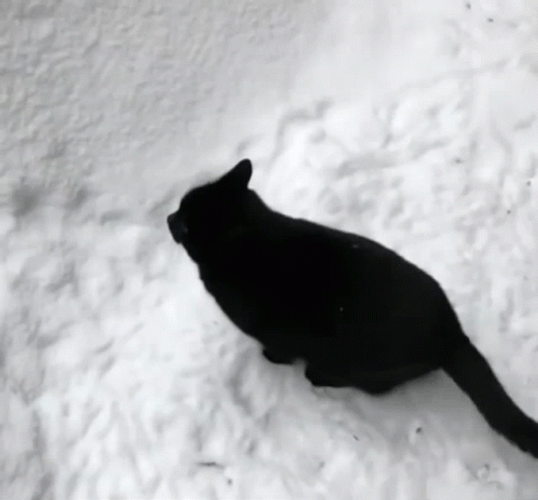 Black Cat Fail Jump On The Snow GIF