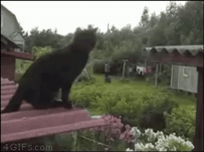 Black Cat Fail To Jump To Another Roof GIF