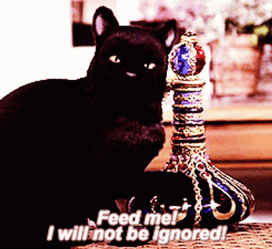 Black Cat Feed Me GIF