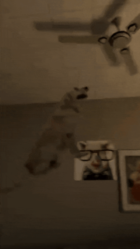 Black Cat Hanging from Ceiling Fan