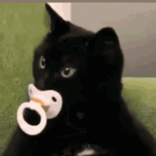 Black Cat Holding Pacifier