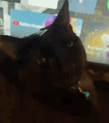 Black Cat Huh Cat Meme GIF