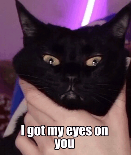 Black Cat I Got My Eyes on You
