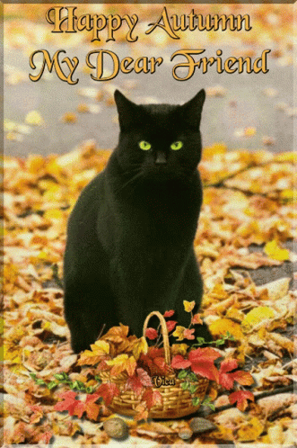 Black Cat In Leaves Happy Autumn My Dear Friend GIF