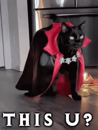 Black Cat in Red Cape and Necklace on Bucket