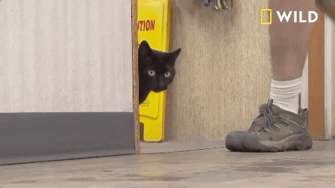 Black Cat Injured Nat Geo Wild GIF