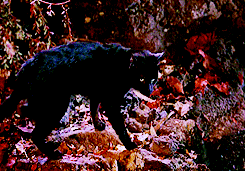 Black Cat Into The Woods GIF