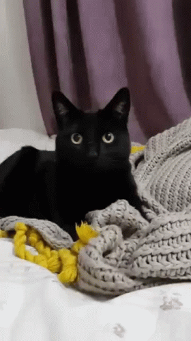 Black Cat Knead Cloth GIF