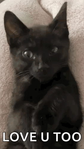 Black Cat Laying on Bed Saying Love U Too