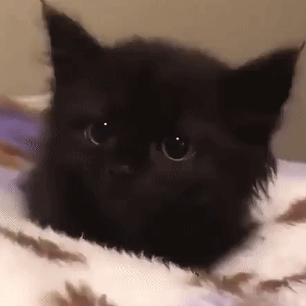 Black Cat Laying on Bed