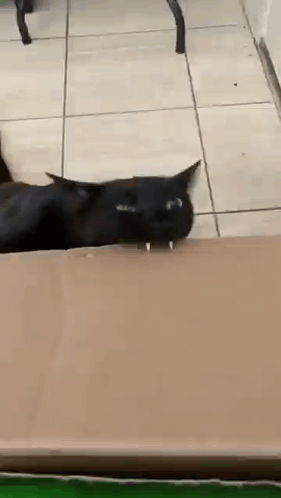 Black Cat Laying on Cardboard Box