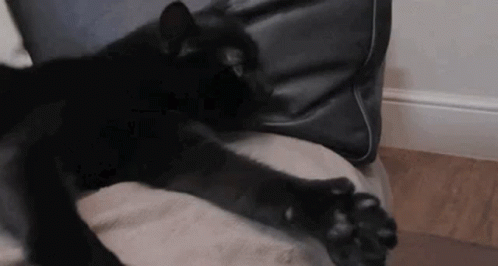 Black Cat Laying On Couch Paws Outstretched GIF