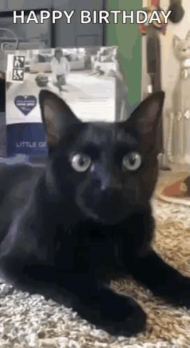 Black Cat Laying on Floor Saying Happy Birthday
