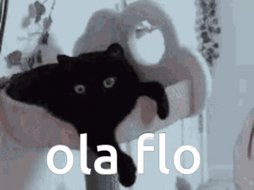 Black Cat Laying on Table With Ola Flo