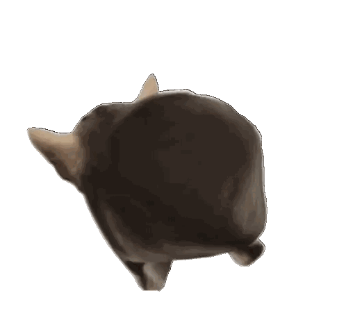 Black Cat Laying on White Surface