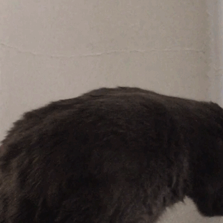 Black Cat Lick Sticking Tongue Out GIF