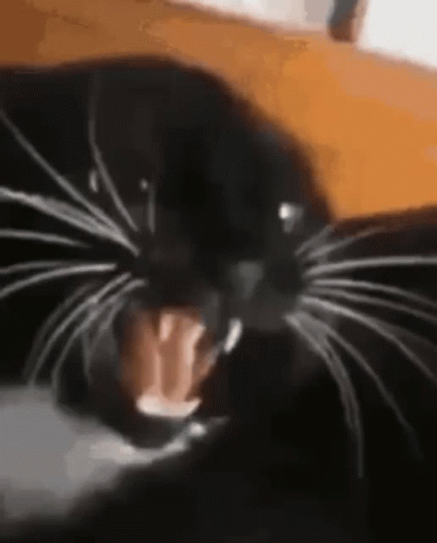 Black Cat Licking And Biting Gently GIF