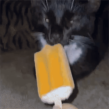 Black Cat Licking Ice Cream GIF