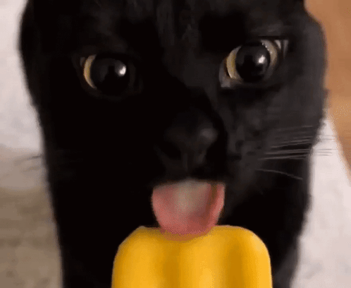 Black Cat Licking Ice Cream GIF