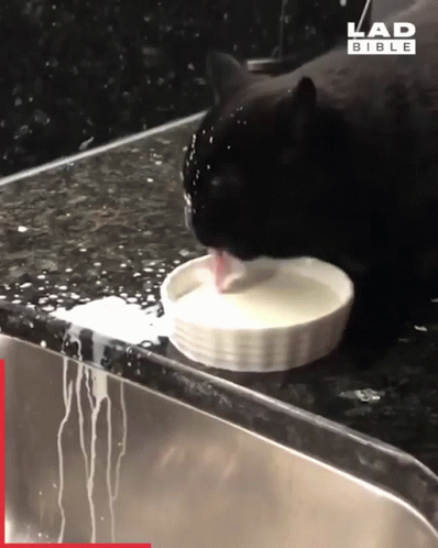 Black Cat Licking Milk Spilling GIF