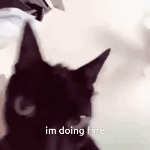Black Cat Looking at Camera Saying I'm Doing Fine