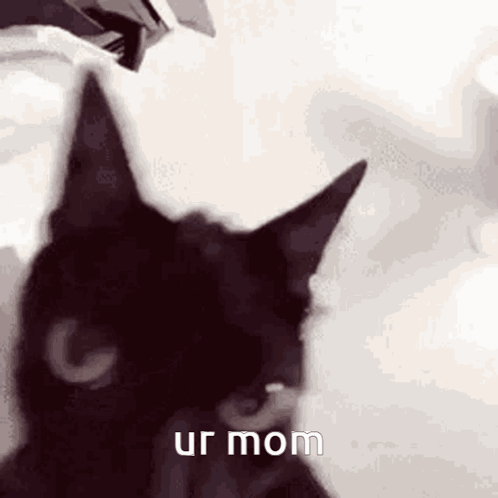 Black Cat Looking at Camera Ur Mom