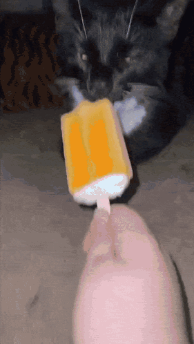 Black Cat Looking At Orange Popsicle GIF
