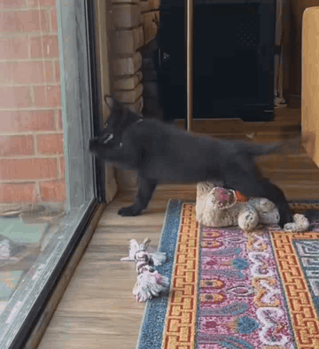 Black Cat Looking Out Sliding Glass Door With Rug GIF