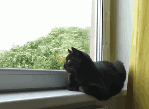 Black Cat Looking Out The Window GIF
