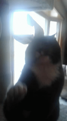 Black Cat Looking Out Window With Paws Outstretched GIF