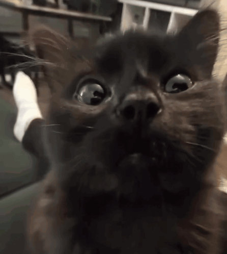 Black Cat Looking Up at Camera