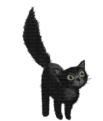 Black Cat Looking Up