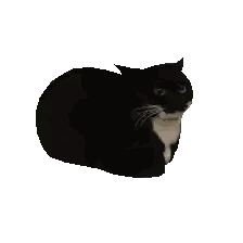 Black Cat Lying Down