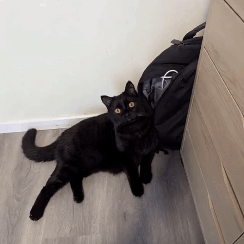 Black Cat Lying Next To Calvin Klein Bag GIF