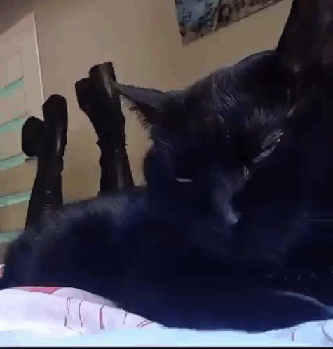 Black Cat Lying on Bed