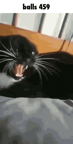Black Cat Lying on Bed Saying Balls 459