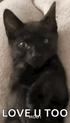 Black Cat Lying On Blanket GIF