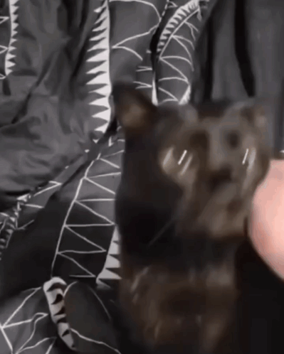 Black Cat Lying on Shark Print Blanket