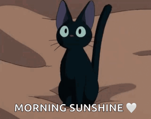 Black Cat Morning Sunshine GIF