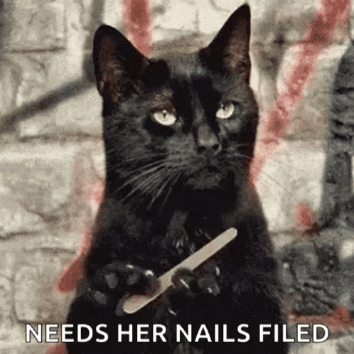 Black Cat Needs Nails Filed Meme GIF